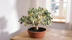 Cultiver des crassulacées pour attirer la richesse et le succès dans votre maison