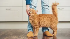 L'obsession du chat pour son propriétaire : pourquoi mon chat me suit-il partout ?