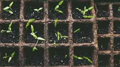 Que semer en février pour les semis : quelles fleurs et quels légumes ?