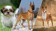 Amoureux du silence : les 7 chiens qui aboient le moins